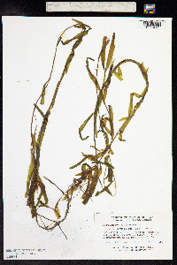 Potamogeton alpinus image