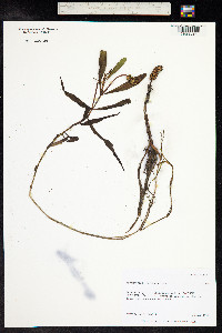 Potamogeton alpinus image