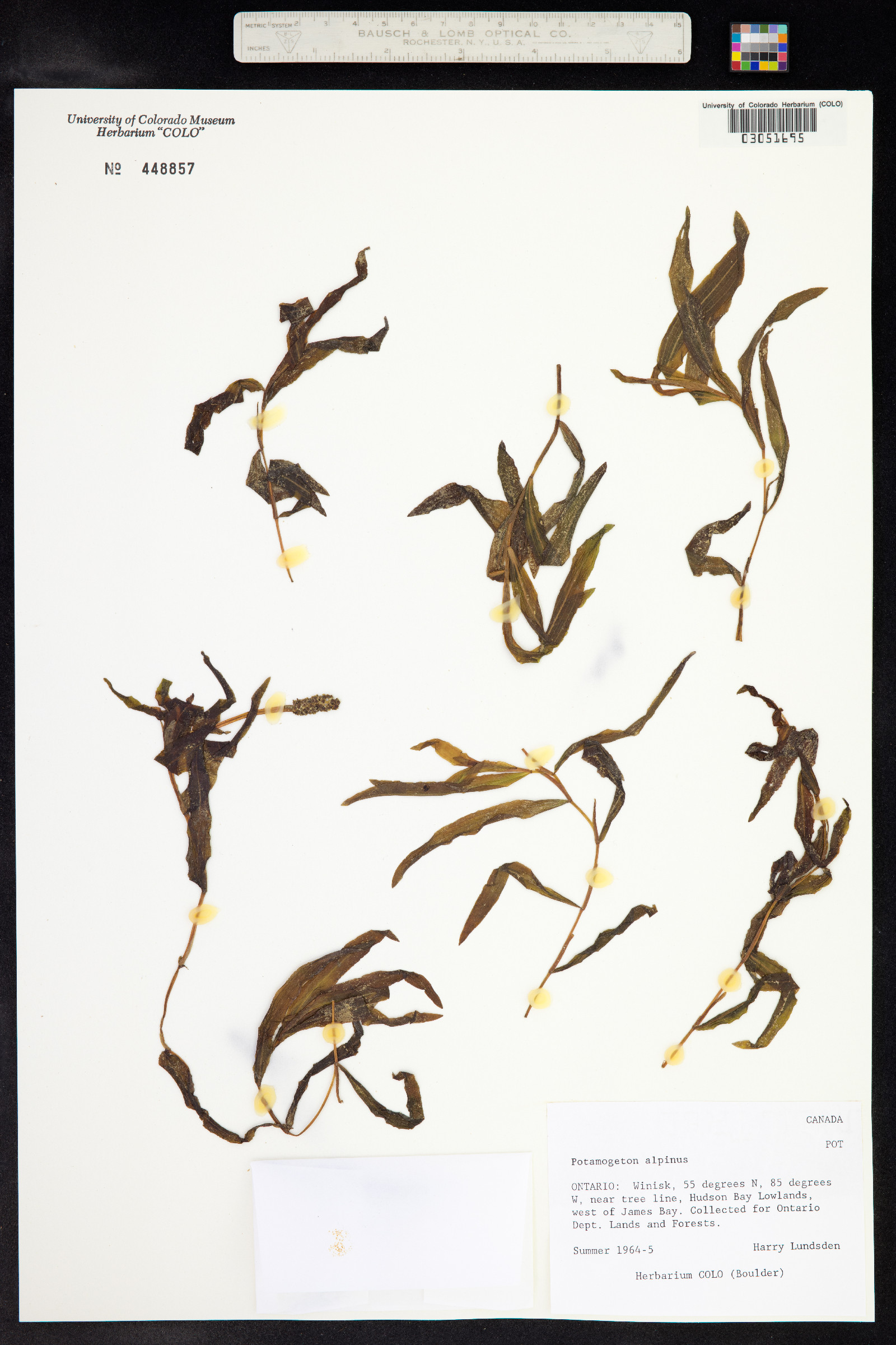Potamogeton alpinus image