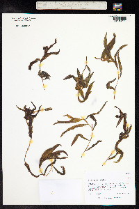 Potamogeton alpinus image