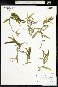 Potamogeton alpinus image