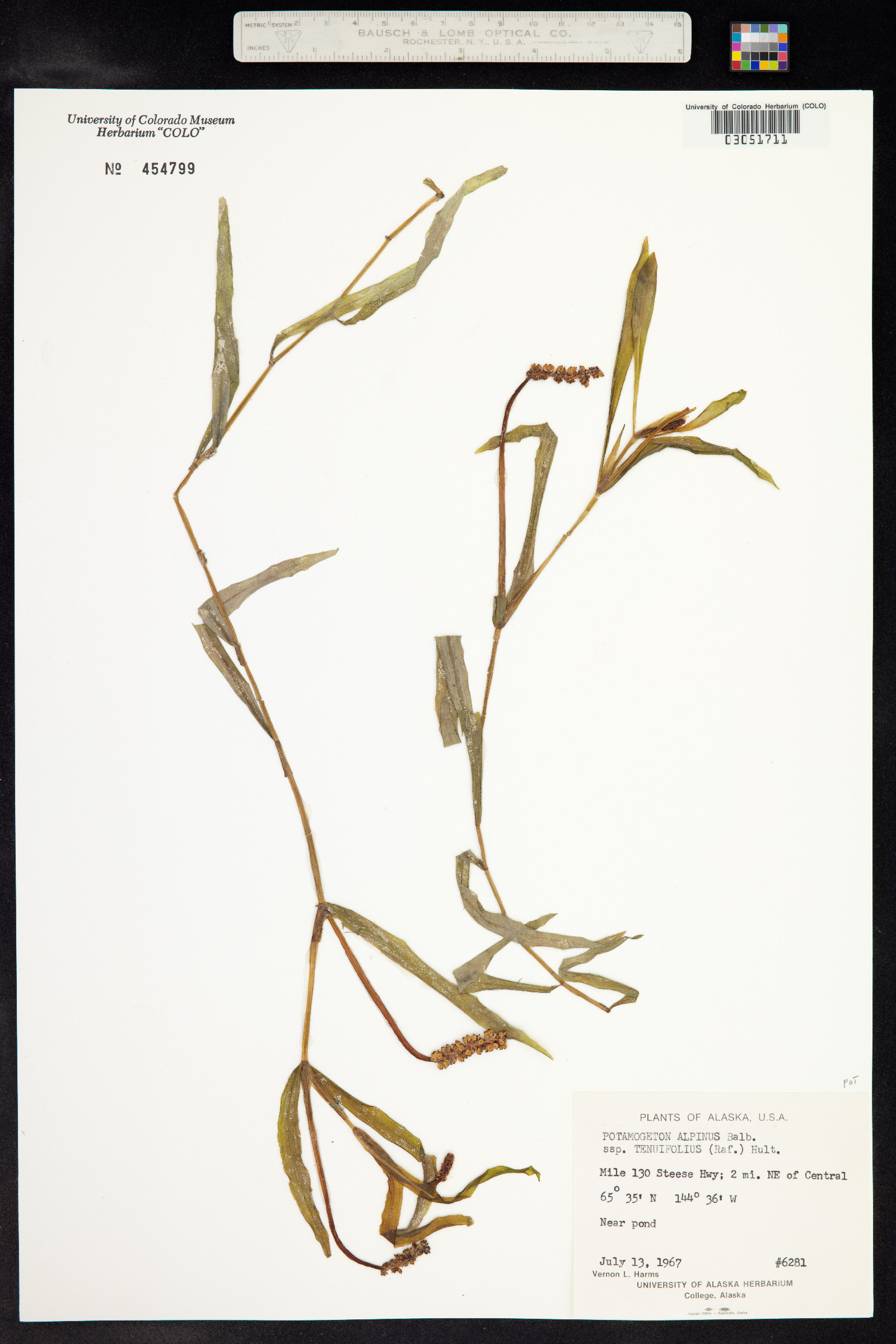 Potamogeton alpinus image