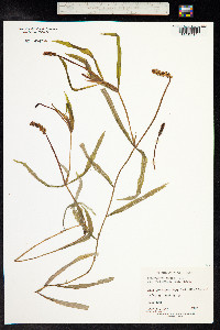 Potamogeton alpinus image