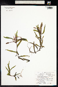 Potamogeton alpinus image