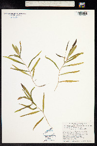 Potamogeton alpinus image