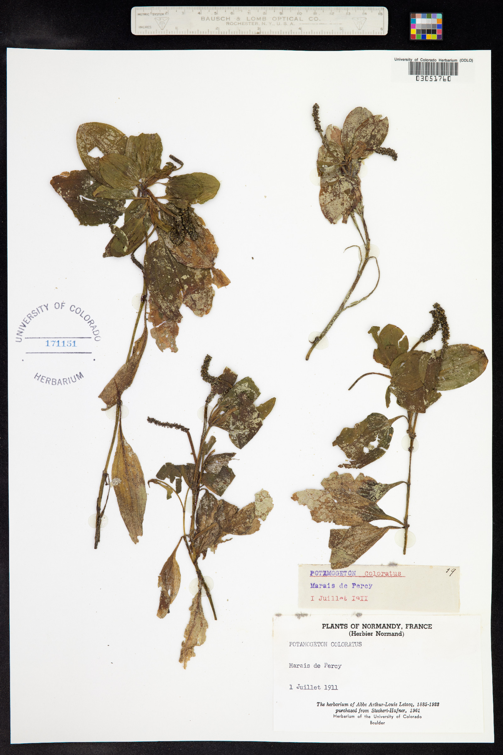 Potamogeton coloratus image