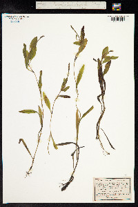 Potamogeton coloratus image