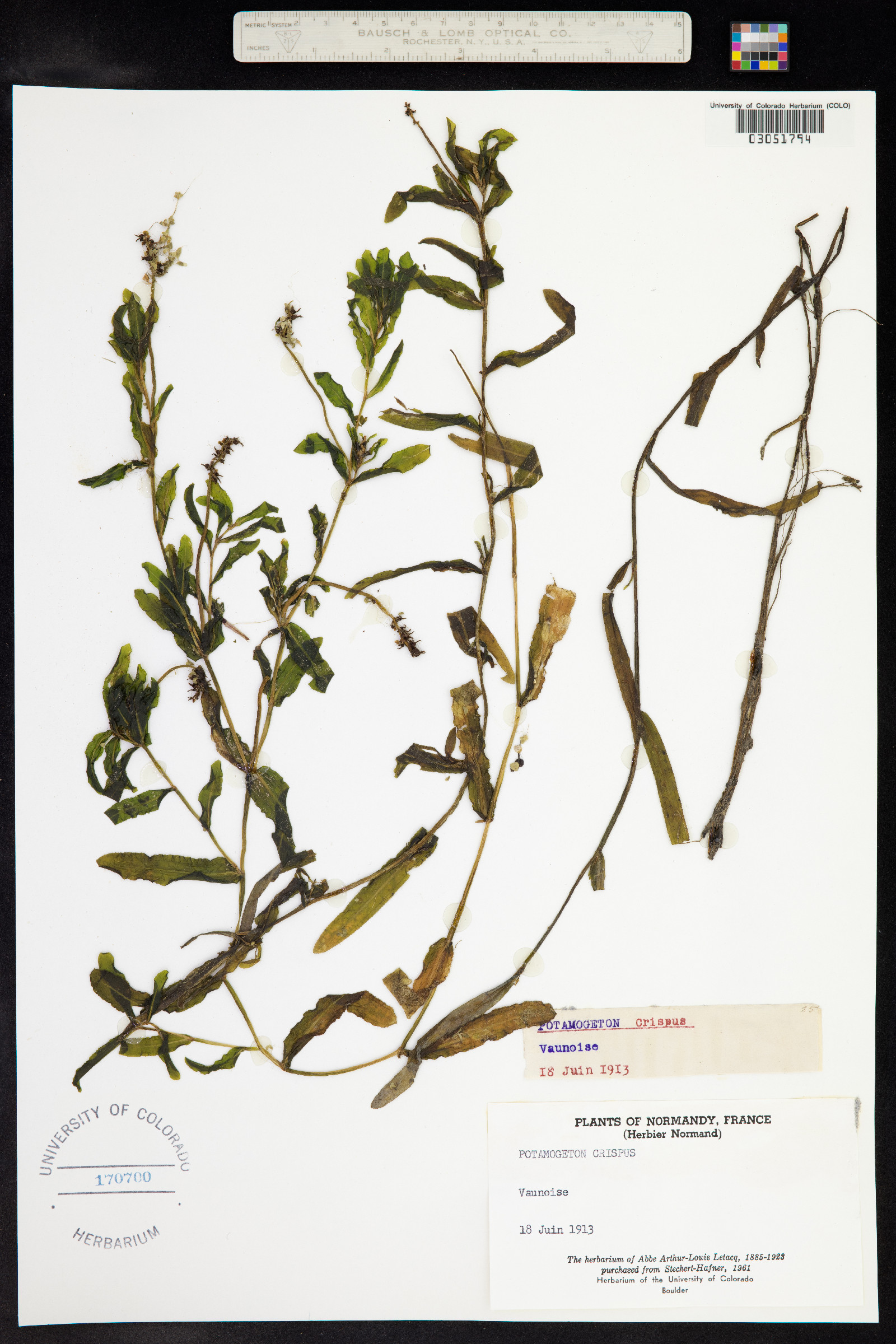 Potamogeton crispus image