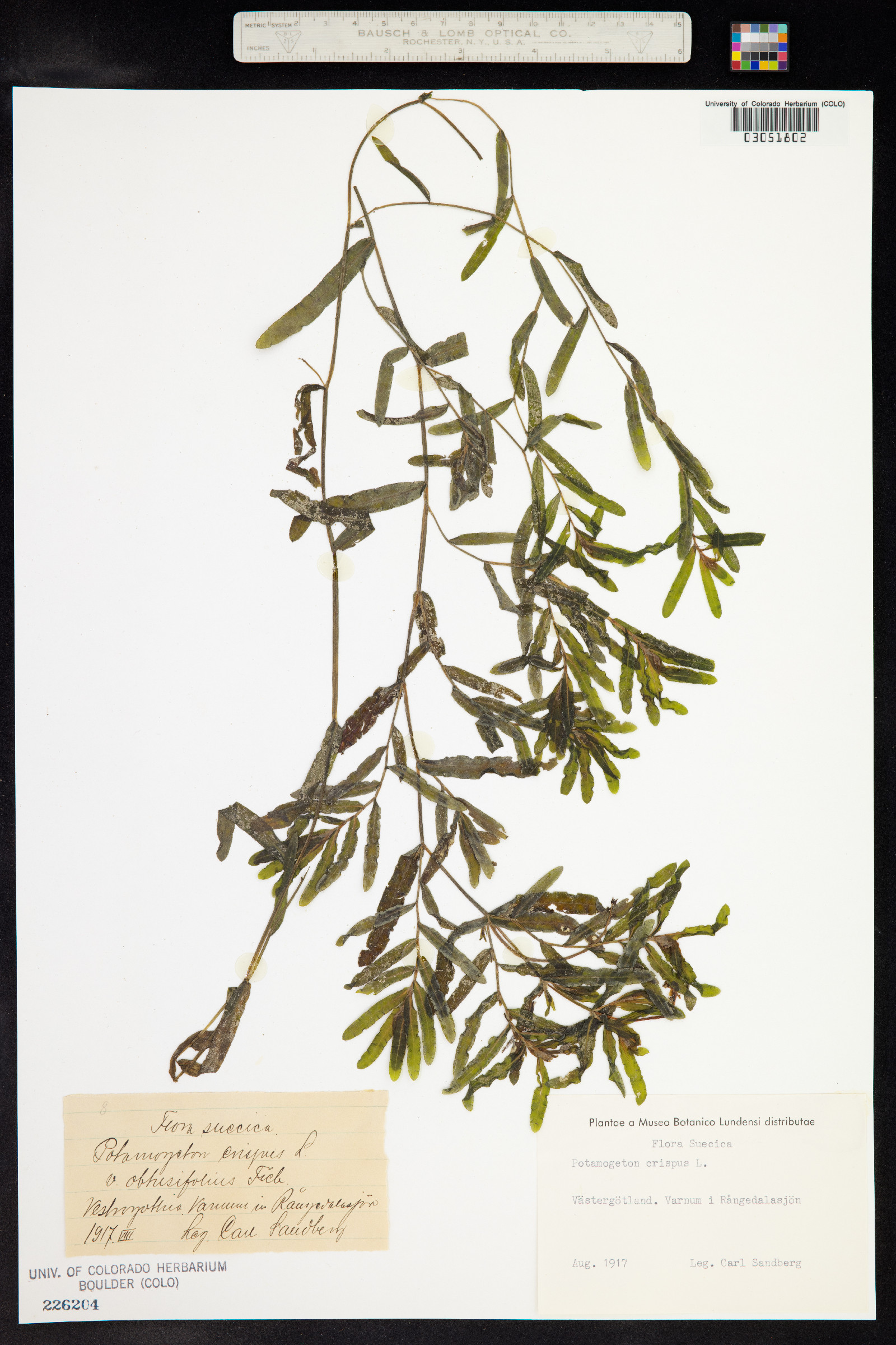 Potamogeton crispus image