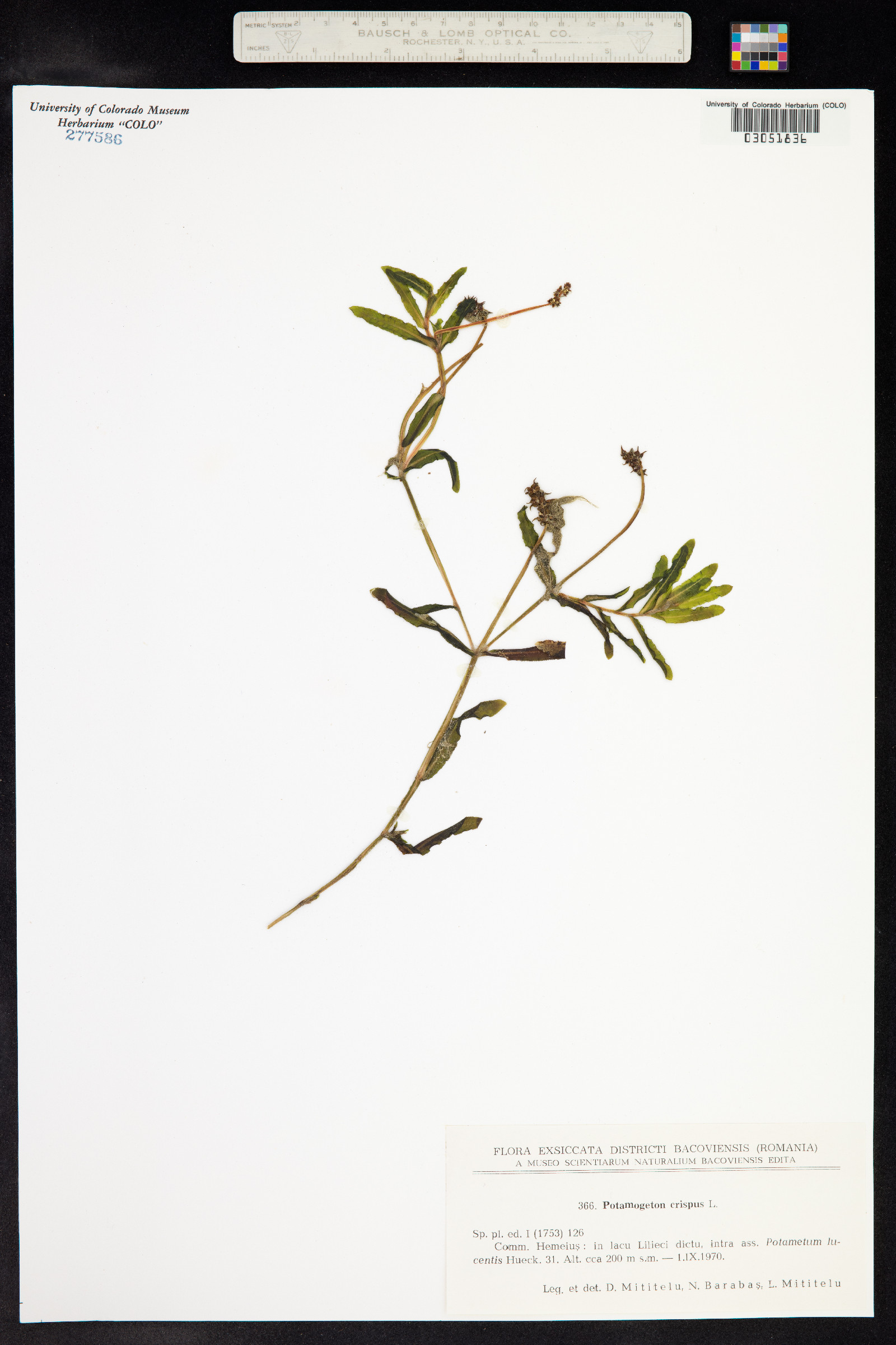 Potamogeton crispus image