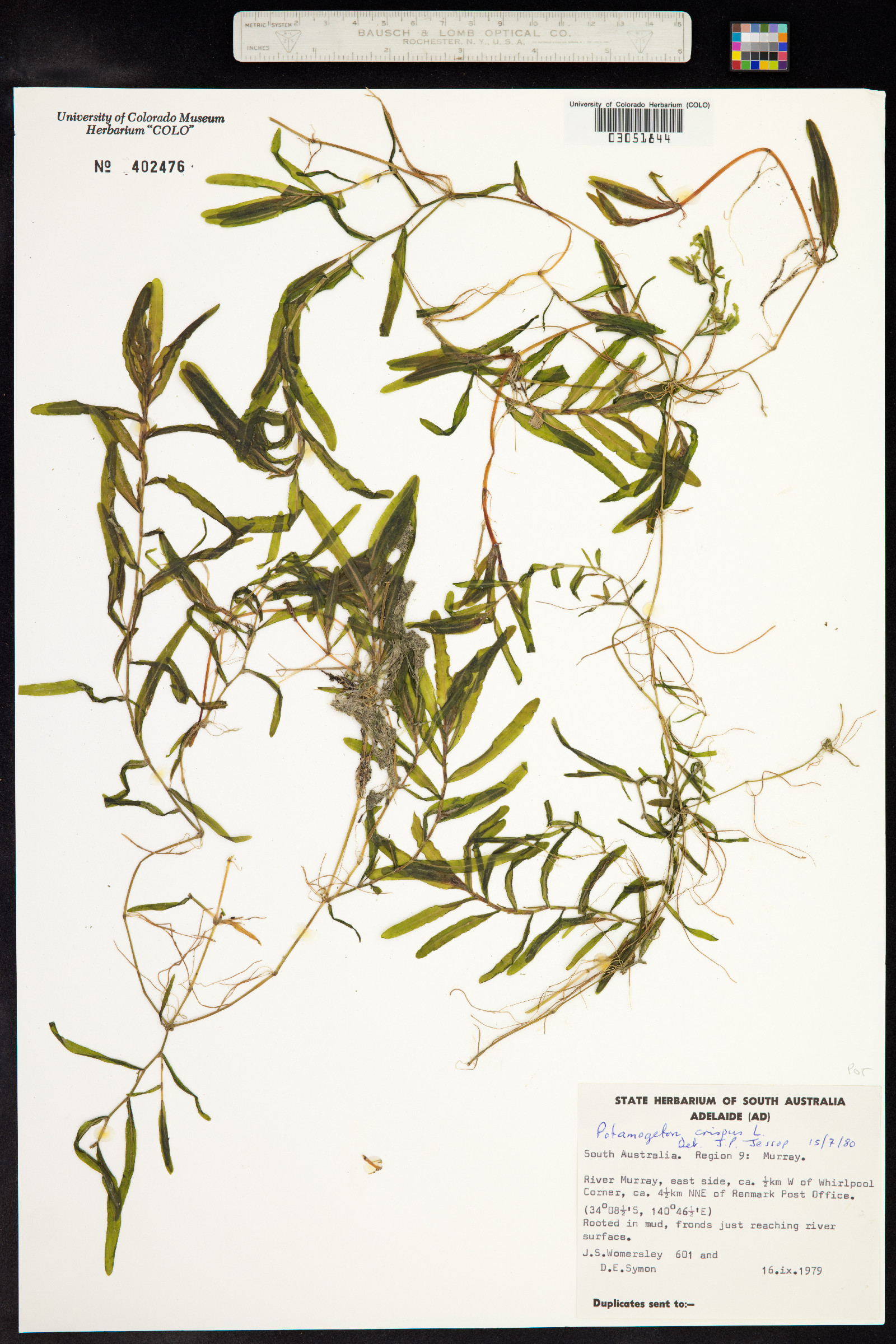 Potamogeton crispus image