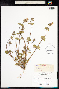 Lamium amplexicaule image
