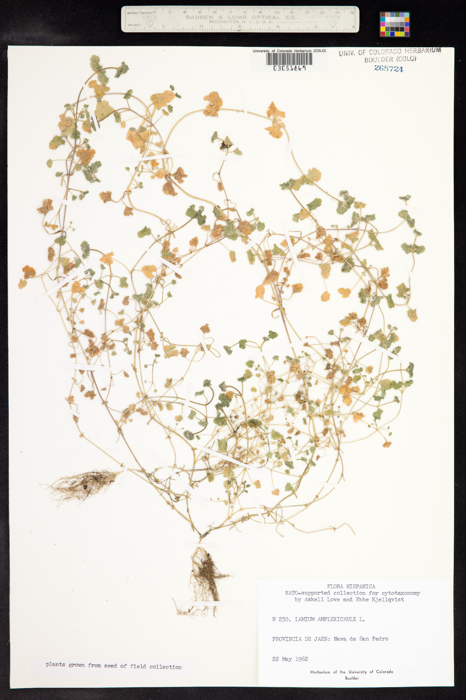 Lamium amplexicaule image