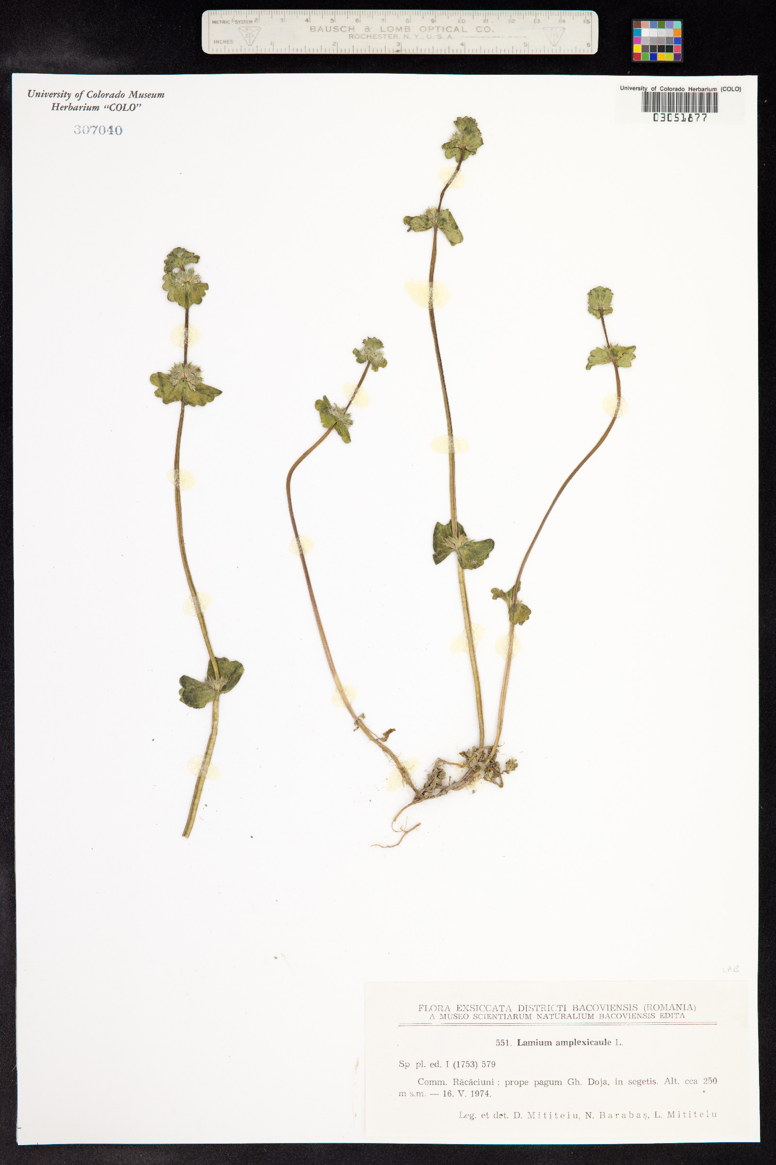 Lamium amplexicaule image