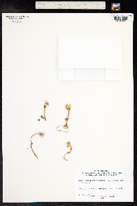 Lamium amplexicaule image