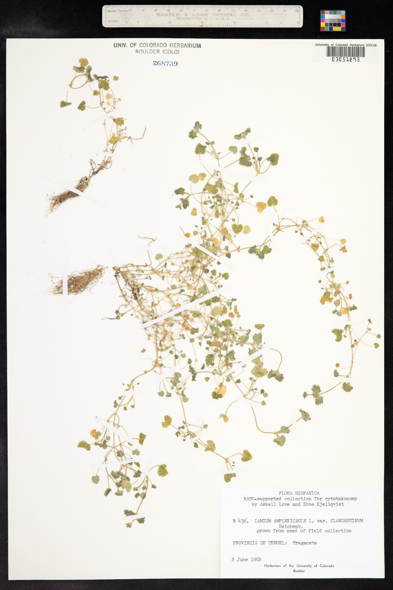 Lamium amplexicaule image