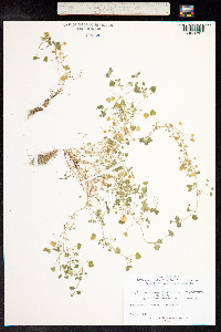 Lamium amplexicaule image