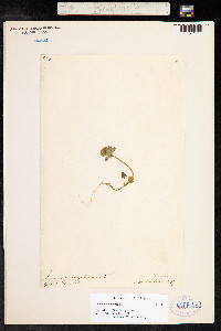 Lamium amplexicaule image