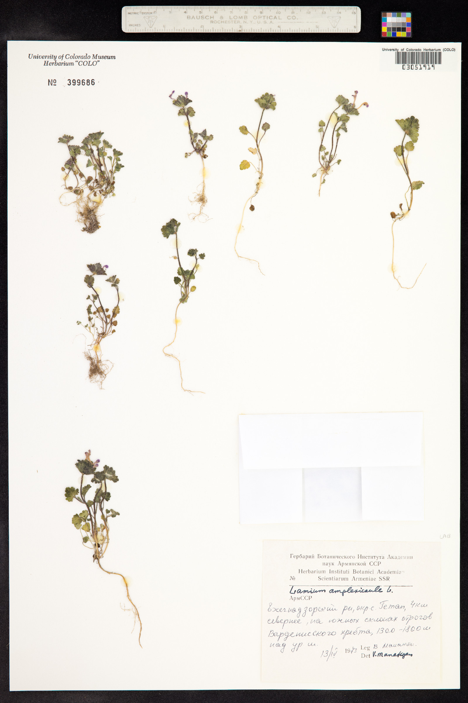 Lamium amplexicaule image