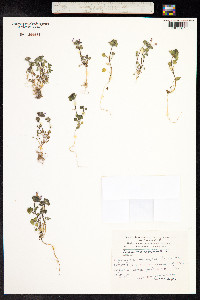 Lamium amplexicaule image