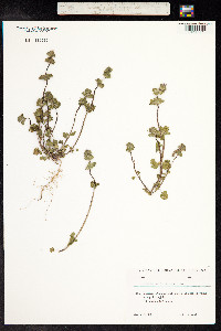 Lamium amplexicaule image