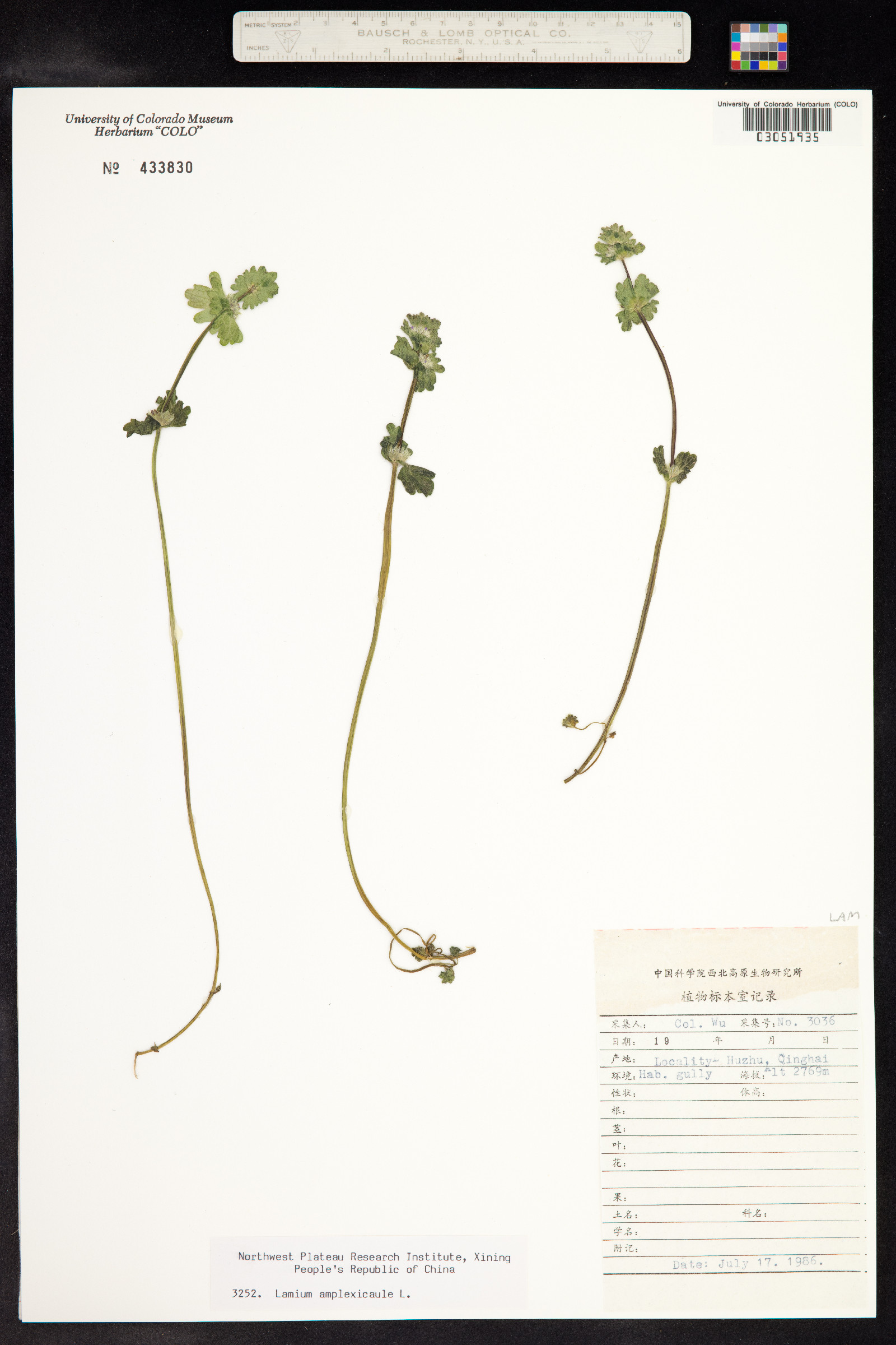 Lamium amplexicaule image