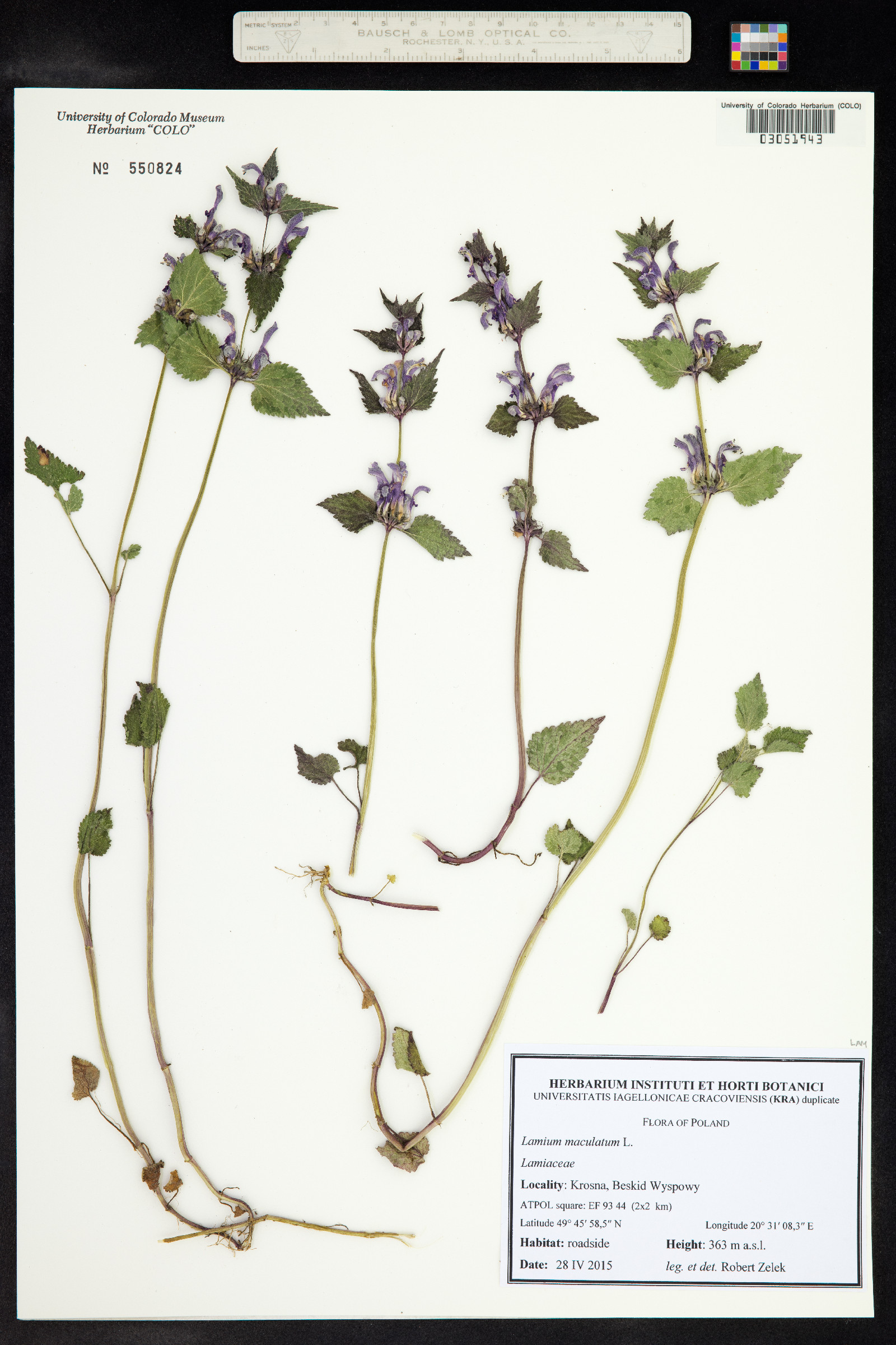 Lamium maculatum image