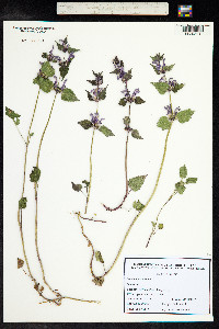 Lamium maculatum image