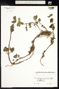 Lamium maculatum image