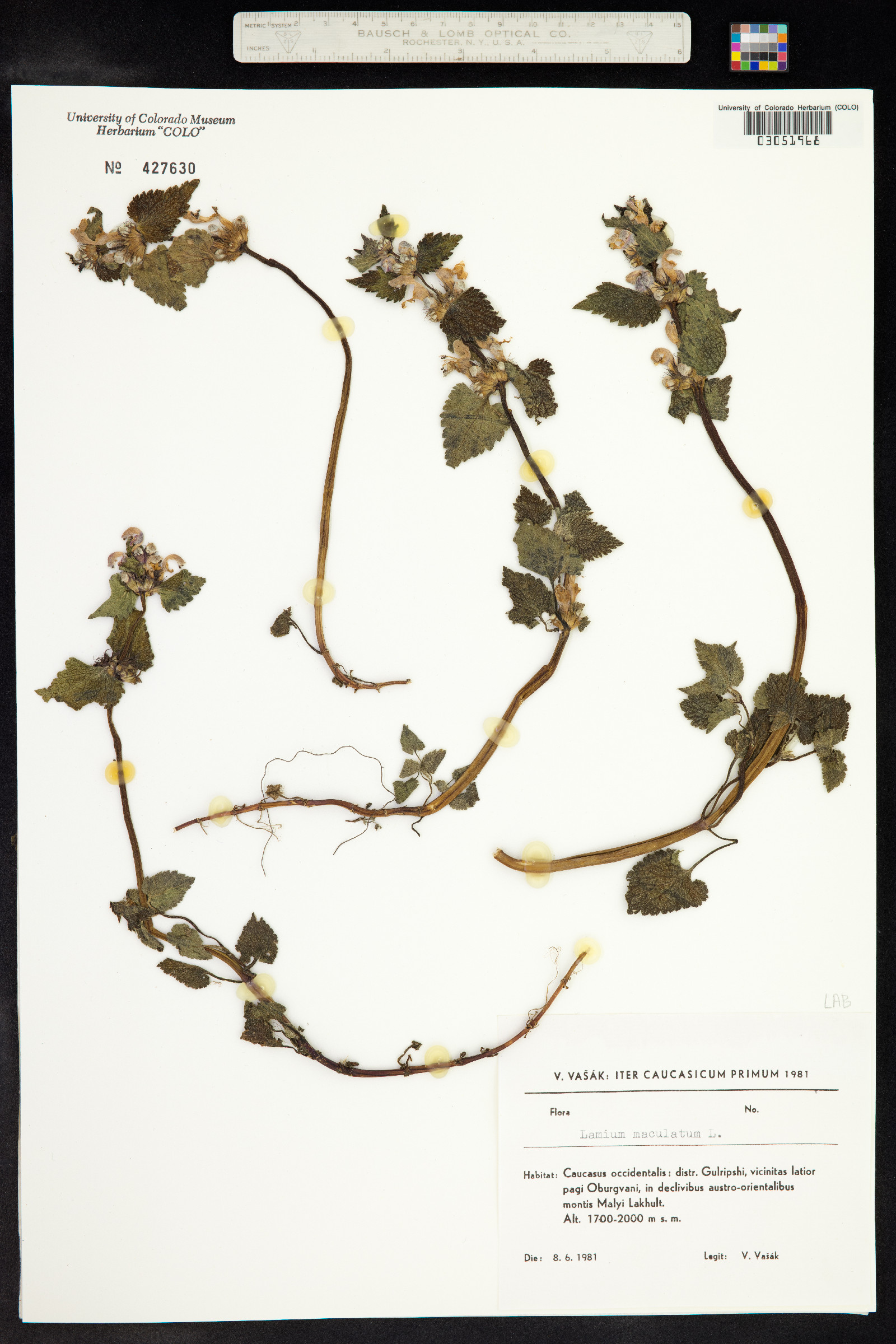 Lamium maculatum image