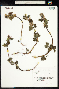 Lamium maculatum image
