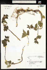 Lamium maculatum image