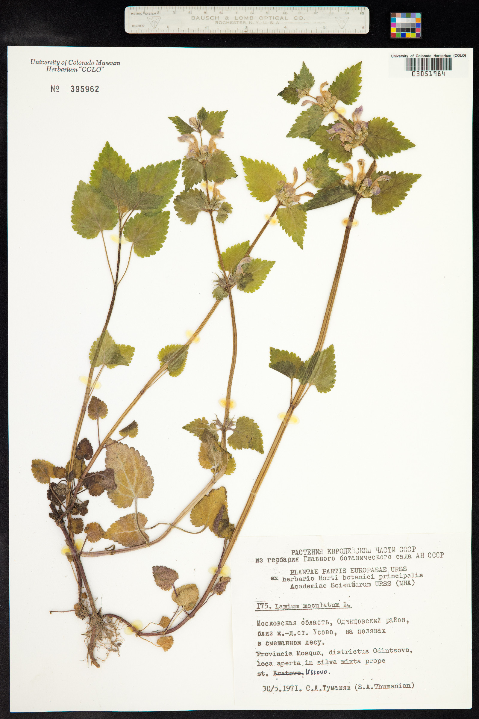 Lamium maculatum image