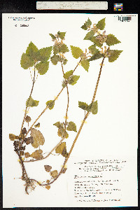 Lamium maculatum image