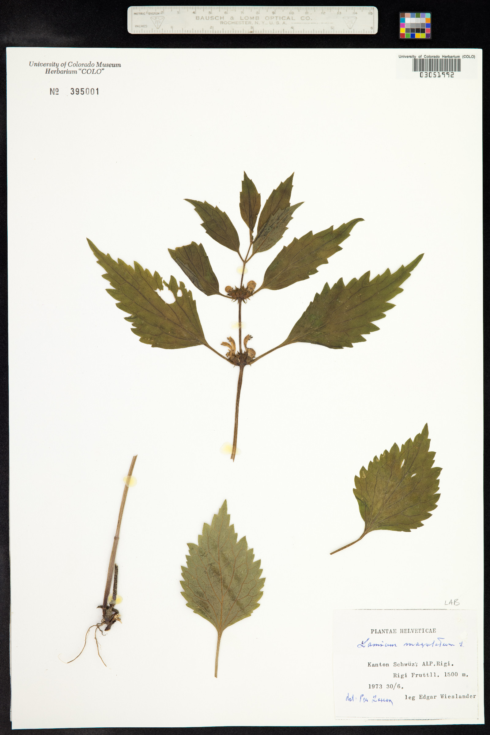 Lamium maculatum image