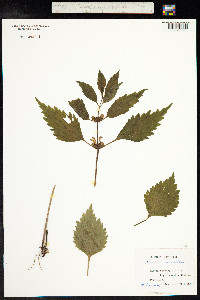 Lamium maculatum image