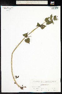 Lamium maculatum image