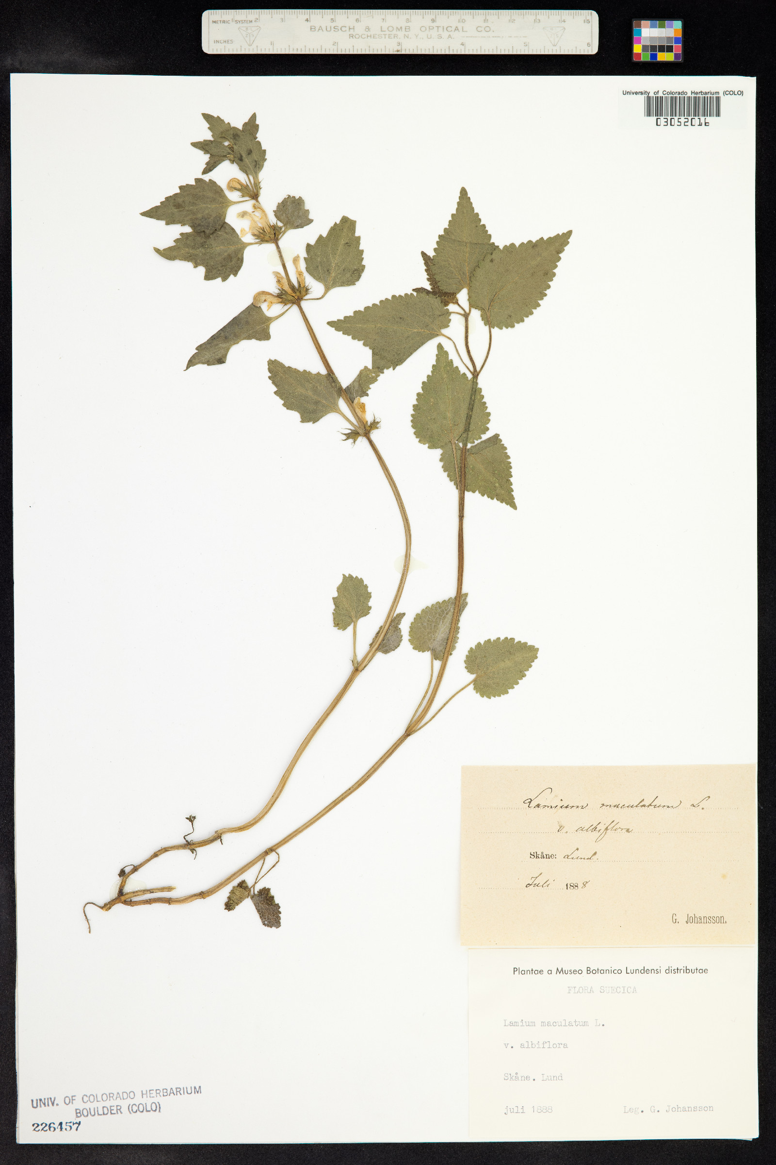Lamium maculatum image