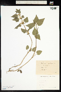 Lamium maculatum image