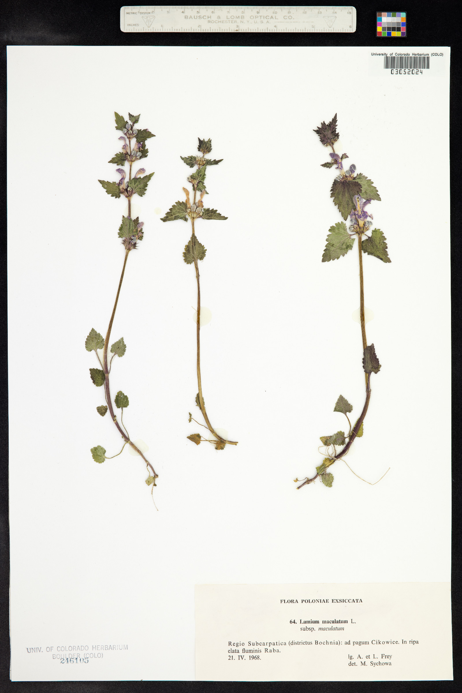 Lamium maculatum image