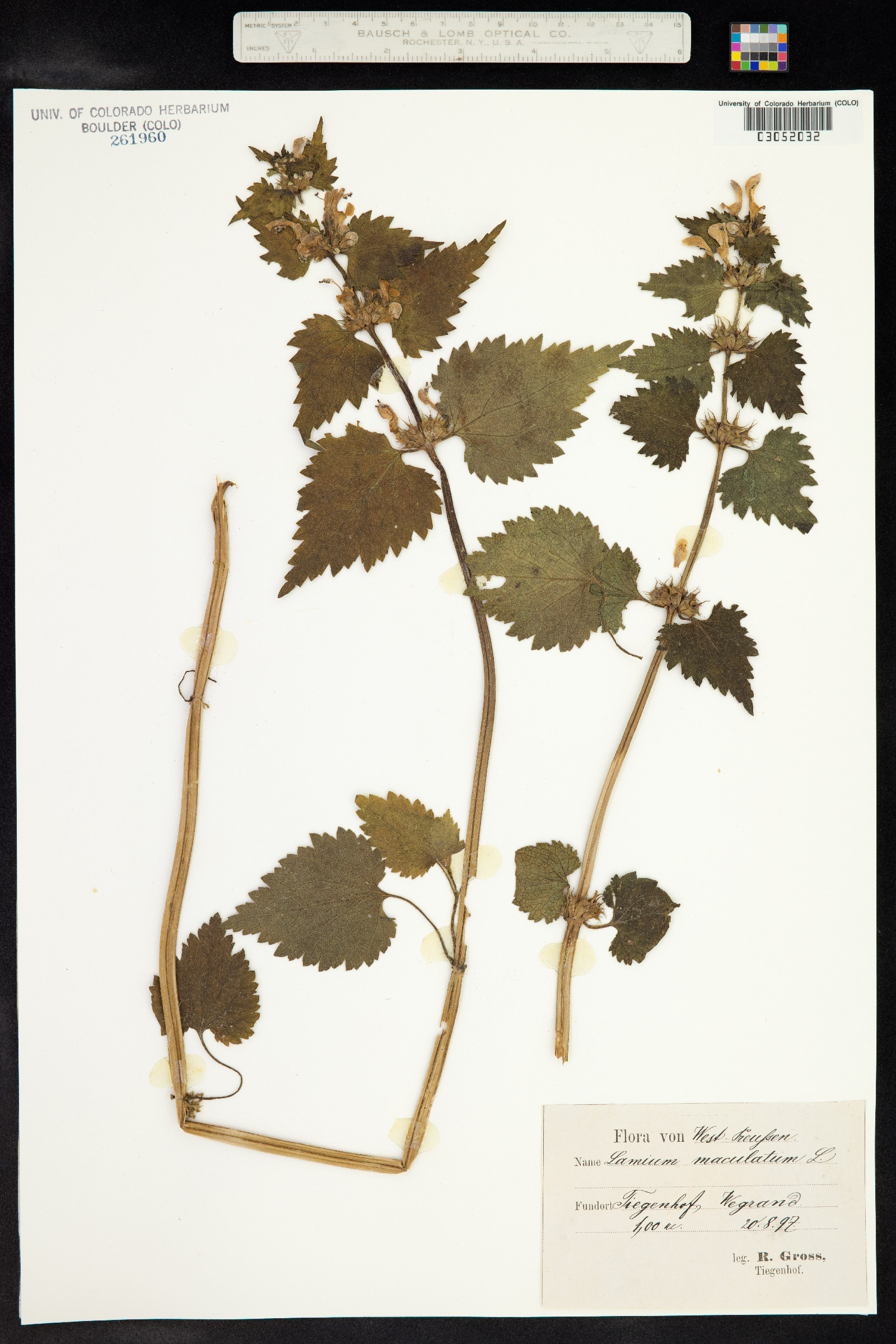 Lamium maculatum image