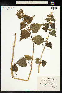 Lamium maculatum image