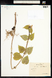 Lamium maculatum image