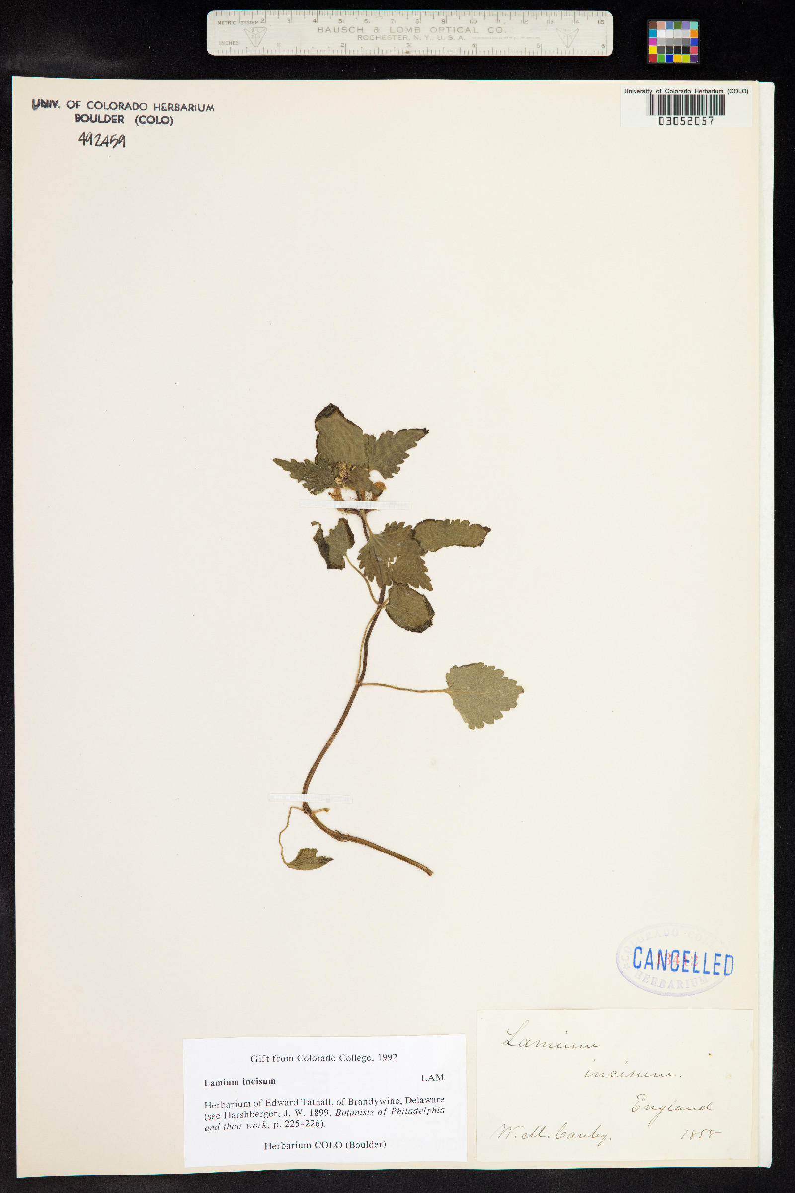 Lamium purpureum var. incisum image