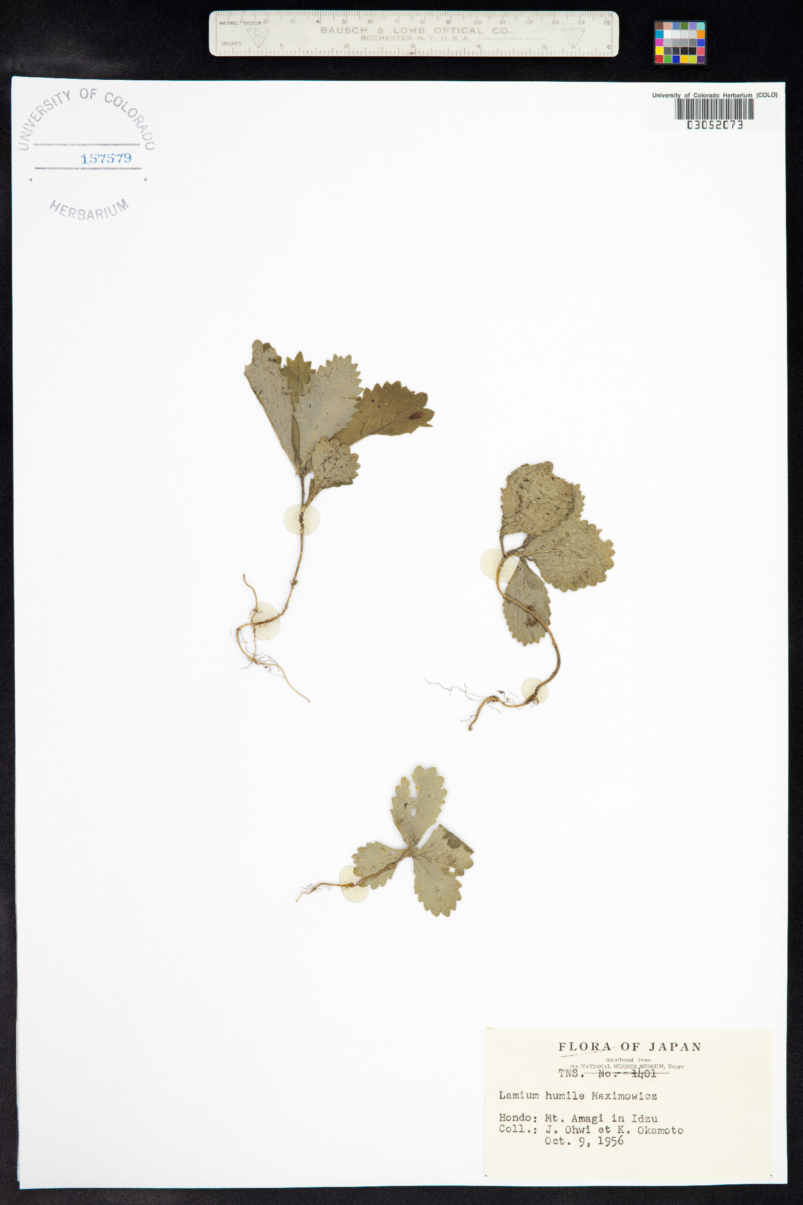 Lamium galeobdolon image