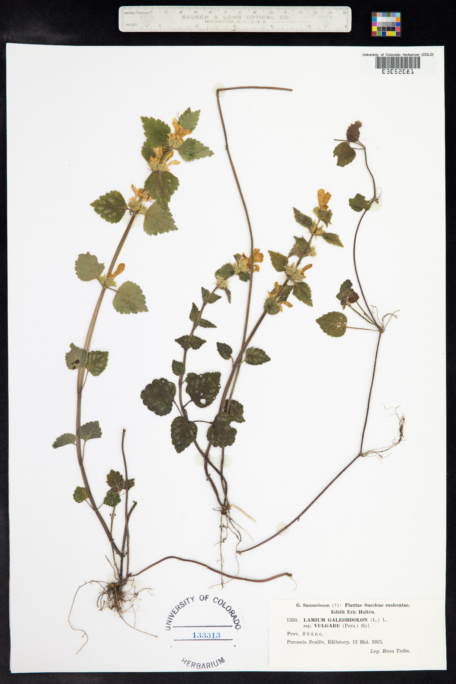 Lamium galeobdolon image