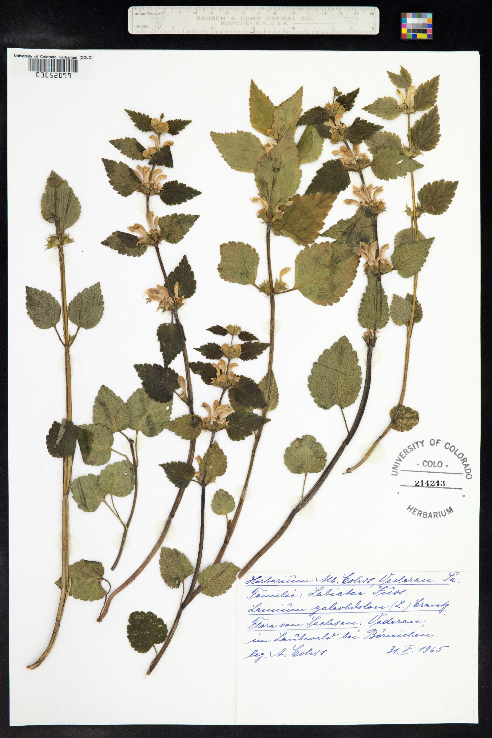 Lamium galeobdolon image