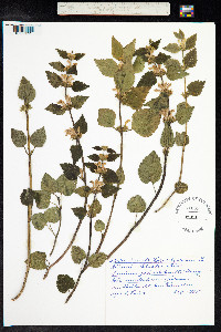 Lamium galeobdolon image
