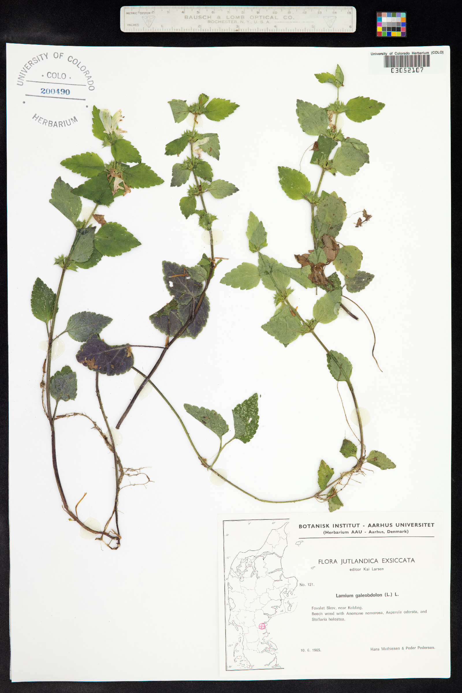 Lamium galeobdolon image