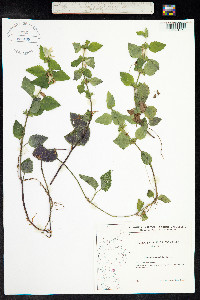 Lamium galeobdolon image